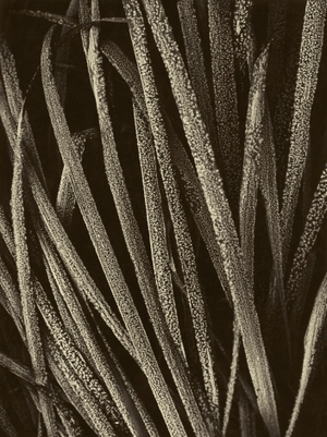 From series "Blossoms among Blossoms"