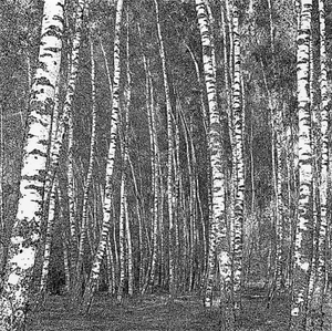 Birch Grove. From series "Forests"