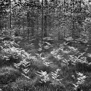 Ferns. From series "Forests"