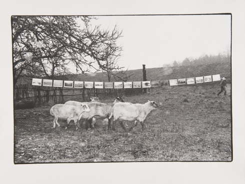 Dokumentacija akcijai „Fotografijos paroda peizaže“