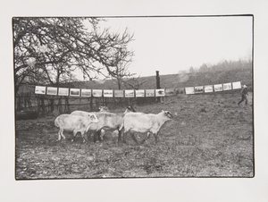 Documentacion for the action "Photo Exhibition in the Landscape"