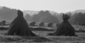 Peizažas su gubomis. Darželiai, Vilniaus raj.