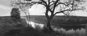 Panemunės ąžuolas. Punia