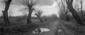 Rudens kelias. Pūčkoriai