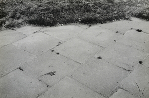 Grass of pavement II