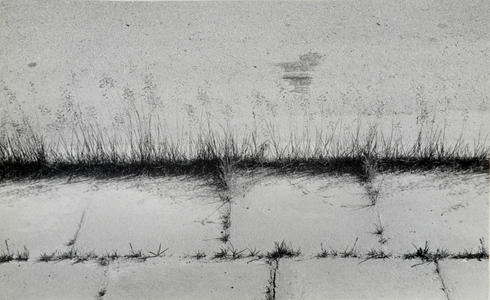 Grass of pavement III