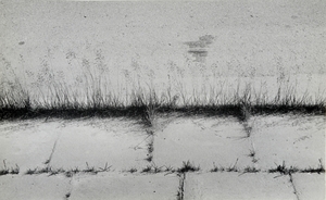 Grass of pavement III