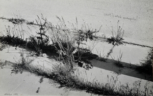 Grass of pavement I