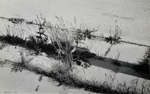Grass of pavement I