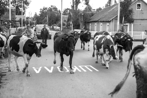 Night Cows Pasturage. Rimdžiūnai. Gervėčių Region, Byelorussia.