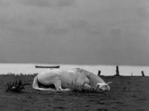 "xxx" (Sleeping by the Sea)