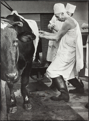 Kauno veterinarijos klinikose Nr. 3a