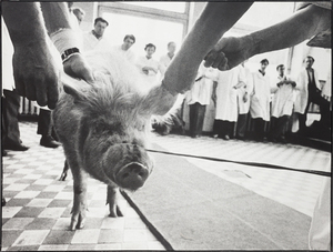 Kauno veterinarijos klinikose Nr. 45
