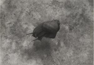 Bounjeur la France (Snails)