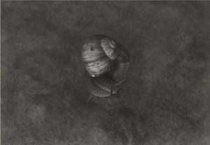 Bounjeur la France (Snails)