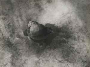 Bounjeur la France (Snails)