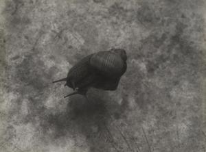 Bounjeur la France (Snails)