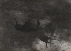 Bounjeur la France (Snails)