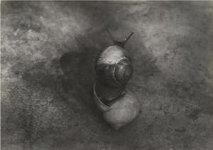 Bounjeur la France (Snails)