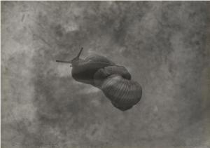 Bounjeur la France (Snails)